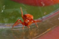 Araneus triguttatus / Araneus sturmi