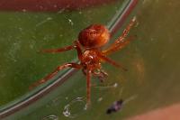 Araneus triguttatus / Araneus sturmi