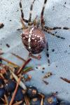 Araneus diadematus