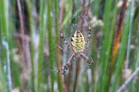 Argiope bruennichi