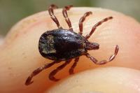 Hyalomma marginatum