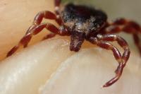 Hyalomma marginatum