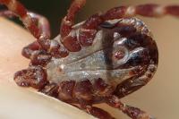 Hyalomma marginatum