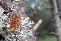 Araneus diadematus