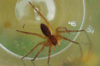 Dolomedes fimbriatus / Dolomedes plantarius