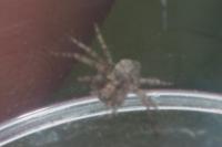 Philodromus