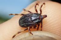 Hyalomma marginatum