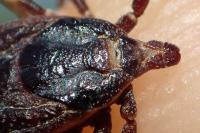 Hyalomma marginatum