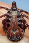 Hyalomma marginatum