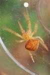 Araneus triguttatus / Araneus sturmi