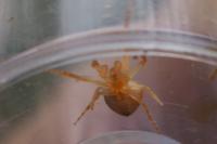 Araneus triguttatus / Araneus sturmi