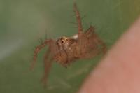 Oxyopes