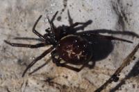 Steatoda paykulliana