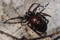 Steatoda paykulliana