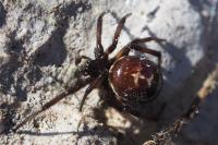 Steatoda paykulliana