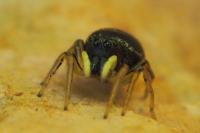 Heliophanus