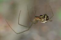 Neriene radiata