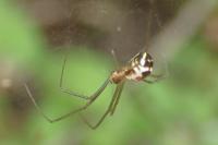 Neriene radiata