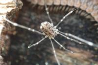 Leiobunum blackwallii
