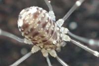 Leiobunum blackwallii
