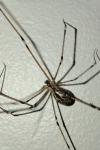 Holocnemus pluchei