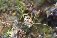 Megabunus diadema