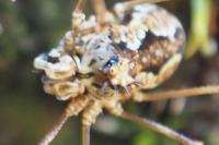 Megabunus diadema