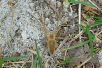 Pisaura mirabilis