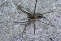 Pisaura mirabilis