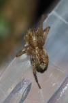 Anyphaena accentuata