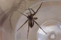 Pisaura mirabilis
