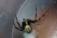 Misumena vatia