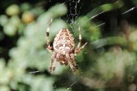 Araneus diadematus