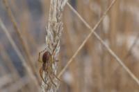 Dolomedes