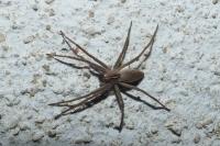 Pisaura mirabilis