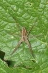 Pisaura mirabilis