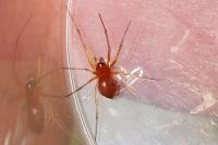 Gonatium