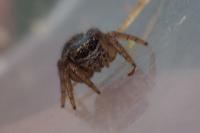 Evarcha arcuata