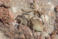 Hogna radiata