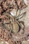 Hogna radiata