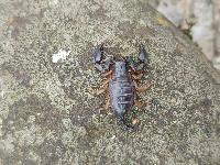 Euscorpius flavicaudis