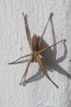 Pisaura mirabilis
