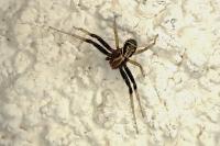 Xysticus