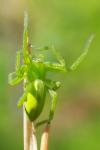 Micrommata virescens