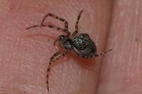 Metellina merianae