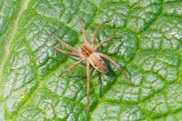 Pisaura mirabilis