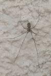 Holocnemus pluchei
