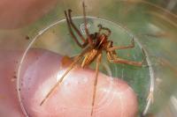 Pisaura mirabilis