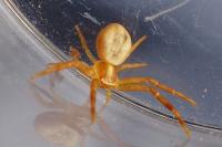 Runcinia grammica