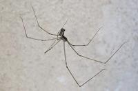 Holocnemus pluchei